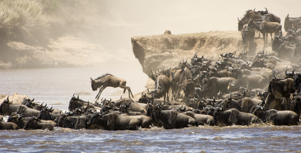 wildebeest crossing