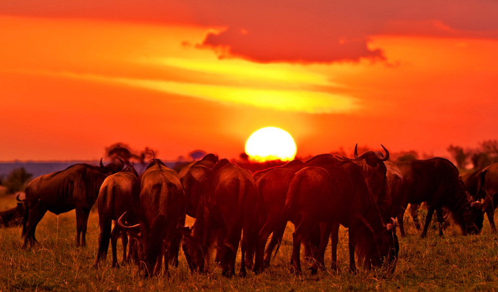 wildebeest sunset