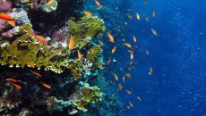 Champignon cape verde scuba diving