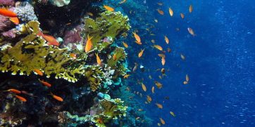 Champignon cape verde scuba diving