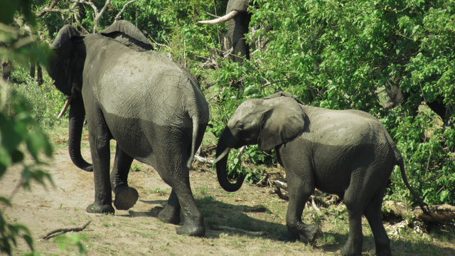 Savuti Elephant (Photo by Bridget Williamson)