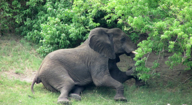 Savuti Elephant (Photo by Bridget Williamson)