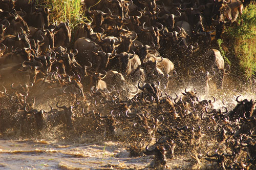 WIldebeest crossing Mara river