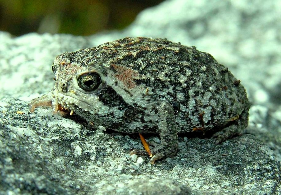Cape Mountain Rain Frog