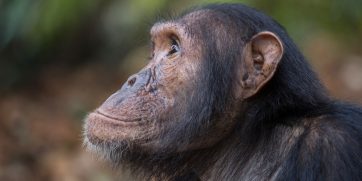 chimpanzees in tanzania