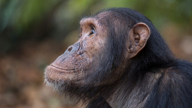 Travel Tip: Where To See Chimpanzees In Tanzania | AFKTravel
