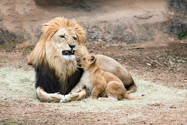 cub and dad growling