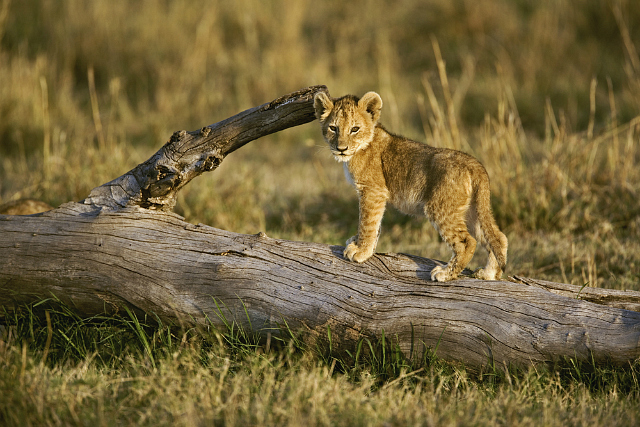 lion cub on log