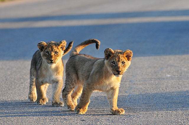 cubs in road