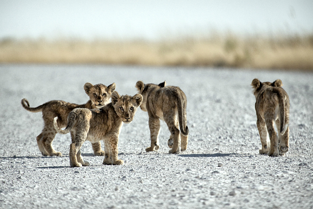 Cubs in Namibia 