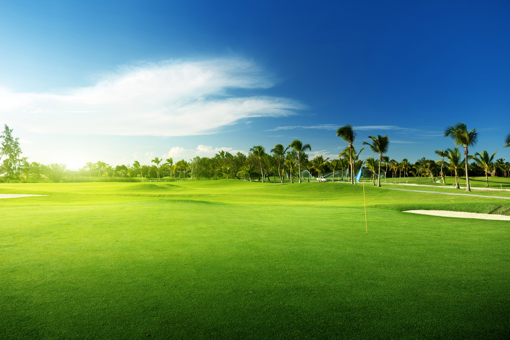 Golf course palms