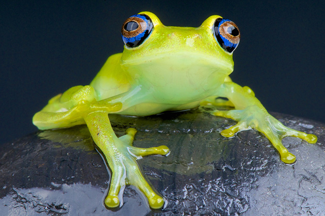 green bright eyed frog
