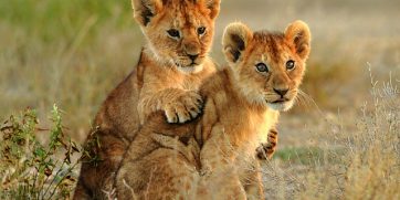 lion cubs cuddling