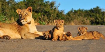 mom and cubs