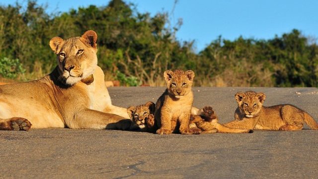 mom and cubs