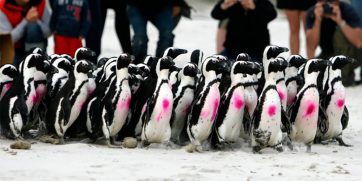 Sanccob Penguins