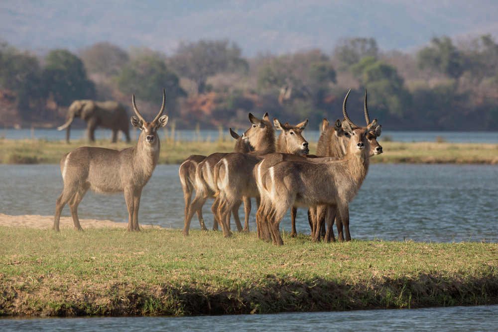 waterbuck on zambezi river
