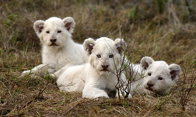white lion cubs pumba