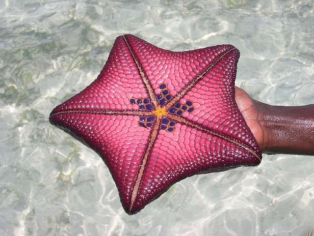 zanzibar starfish