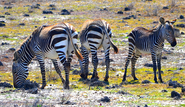 De Hoop - cape mountain zebras