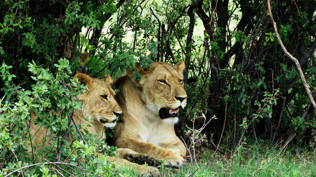 Lion cubs resting under a bush (Photo by Bridget Williamson)