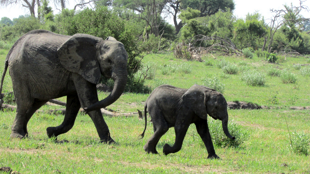 Mom and baby elephant (Photo by Bridget Williamson)