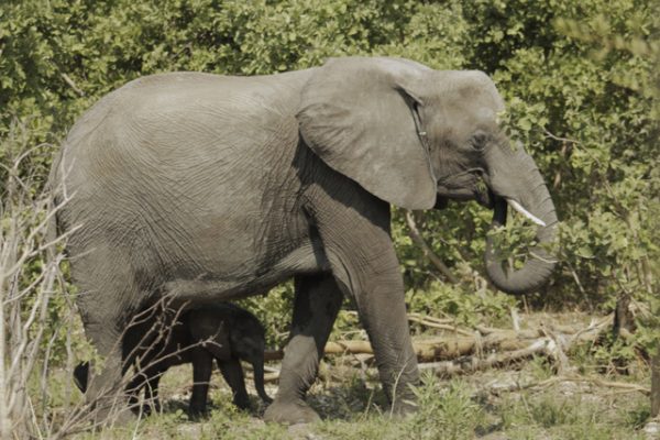 Awwwwww....Baby Animals In Botswana! | AFKTravel