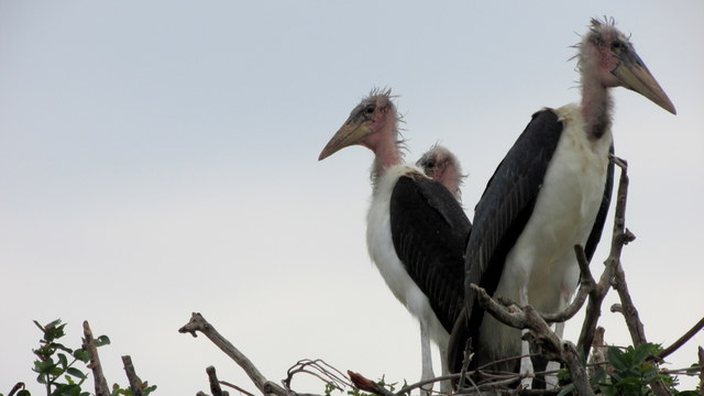 Young Marabou Stalks