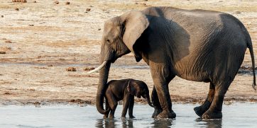 baby elephant and mother