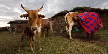 maasai normal