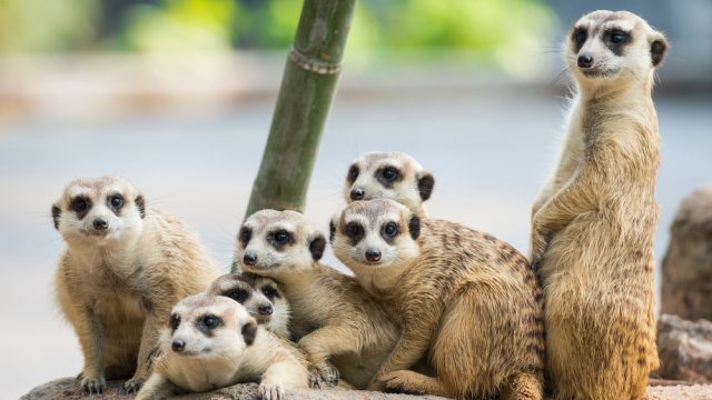 How to see meerkats in South Africa