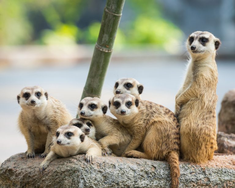 10 Things You Didn't About Meerkats | AFKTravel