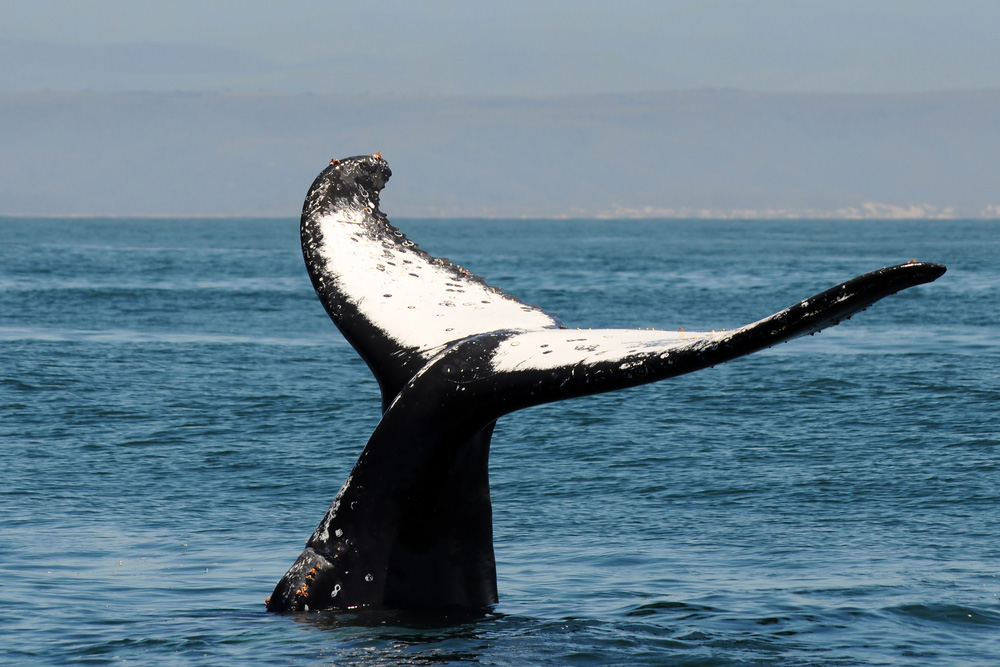 Travel Tip Of The Day: How To Go Whale Watching In South Africa's