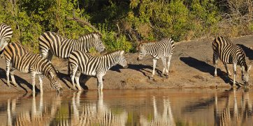 African Zebras