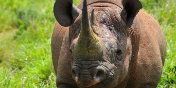 black rhino botswana