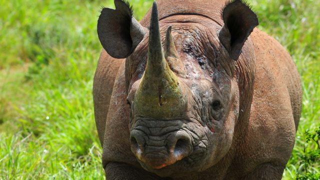 black rhino botswana