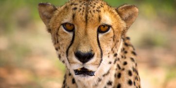 close up cheetah