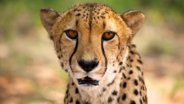 close up cheetah