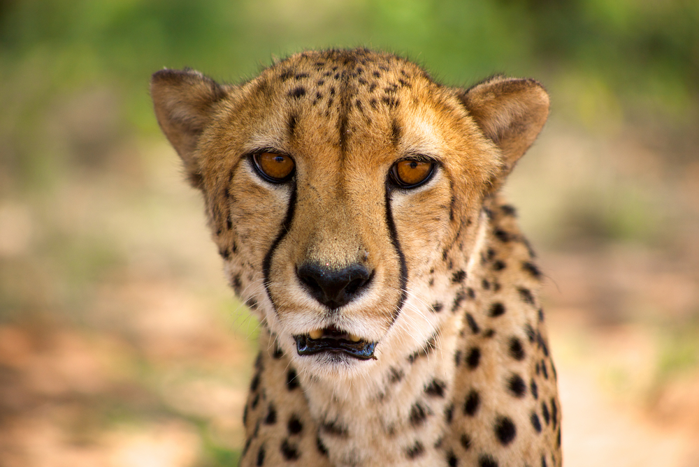 close up cheetah
