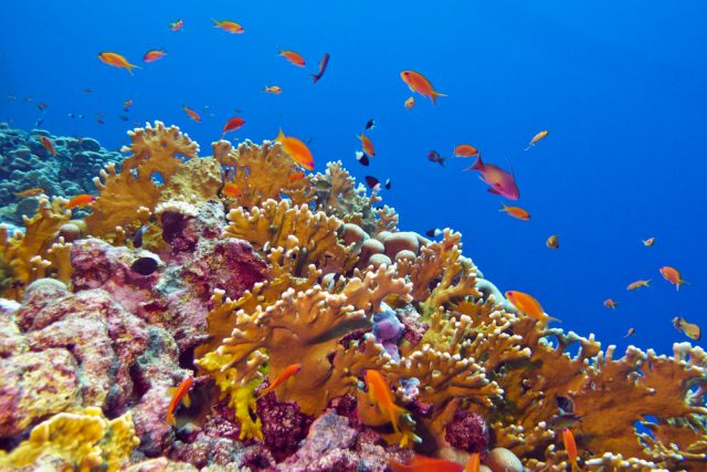 coral reef