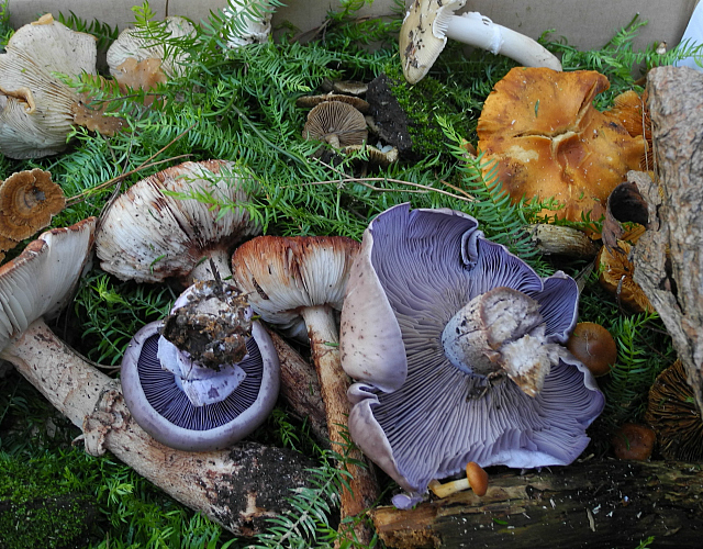 delheim mushrooms