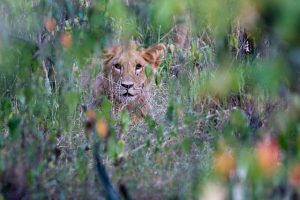 hiding lion olarro