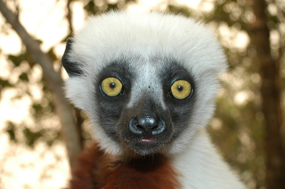 lemur looking 