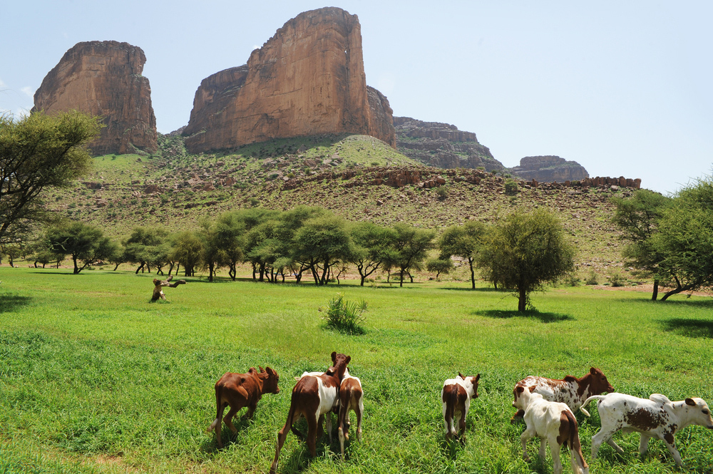 mali-mountain-cows.jpg