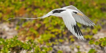 mauritius bird small