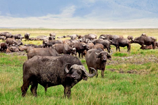 ngorongoro buffalo