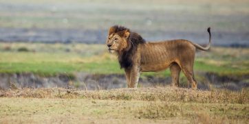 ngorongoro lion