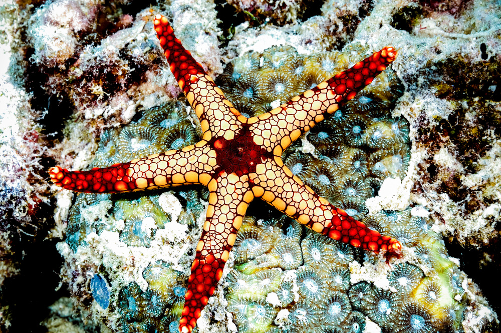 starfish zanzibar