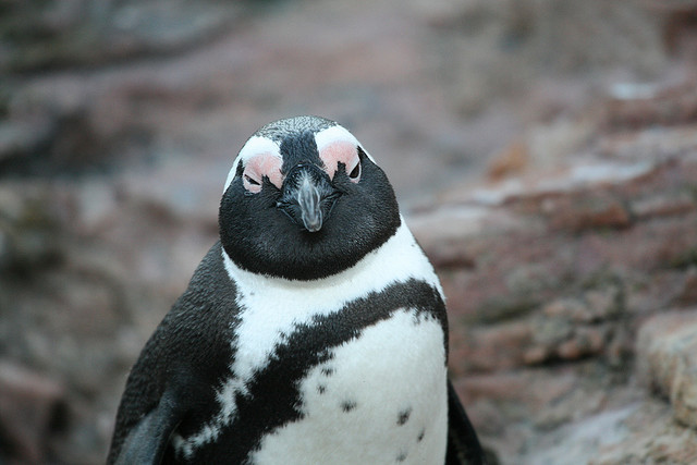 jackass penguins