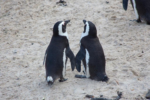 penguin lovebirds